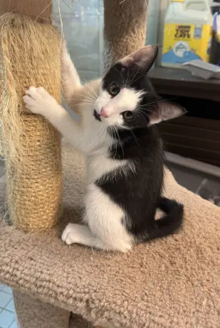 Clyde