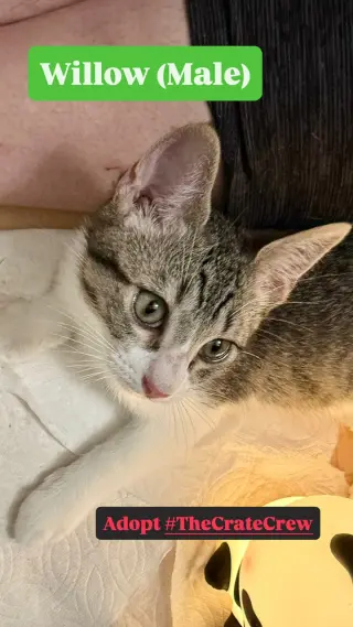 Willow