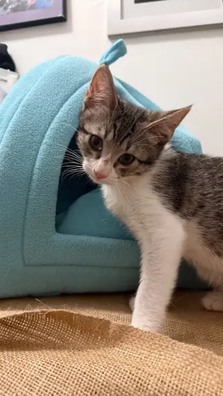 Willow