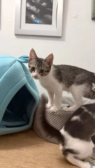 Willow