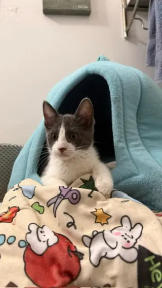 Mia