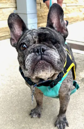 Bonnie