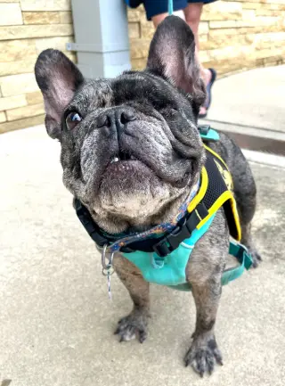 Bonnie