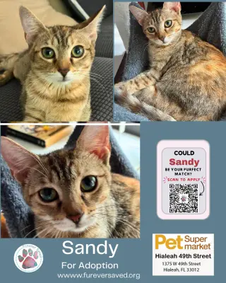 Sandy