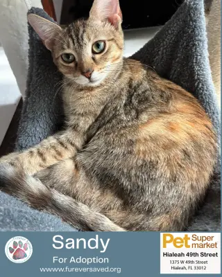 Sandy