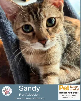Sandy