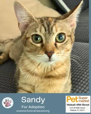 Sandy