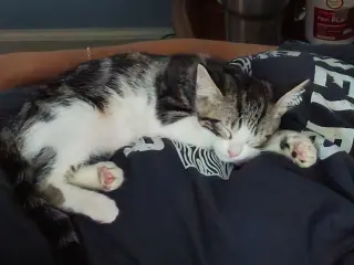 Pocket Coco