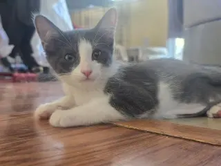 Catrick Swayze