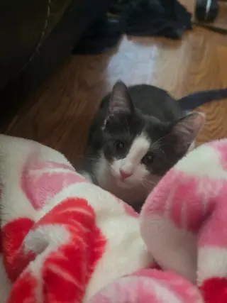 Catrick Swayze