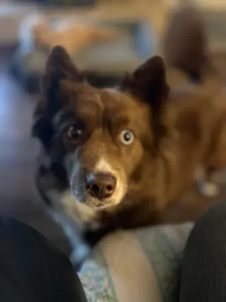 HAZEL