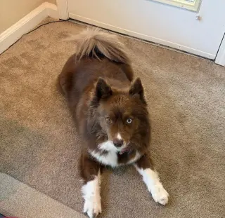 HAZEL