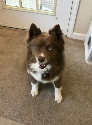 HAZEL