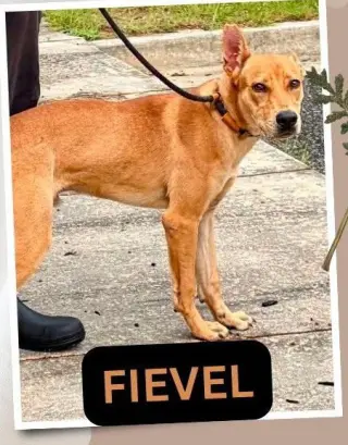Fievel SCAS