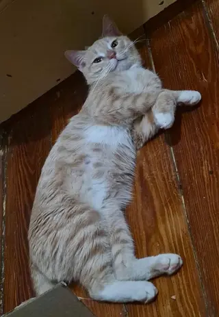 Nelson