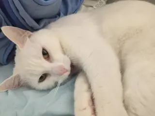 Minnie (Courtesy Post)