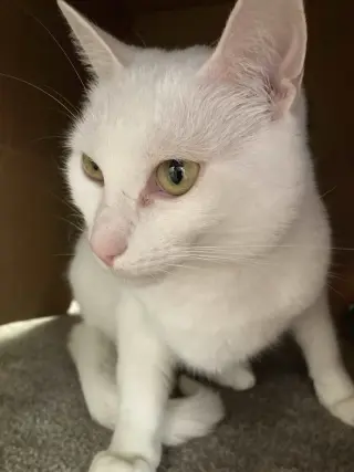 Minnie (Courtesy Post)