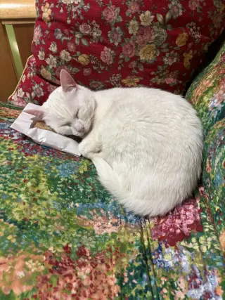 Minnie (Courtesy Post)