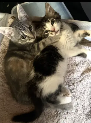 Chloe & Zoe (Courtesy Post)