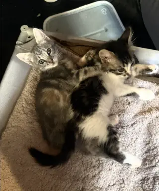 Chloe & Zoe (Courtesy Post)
