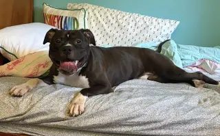 Ace