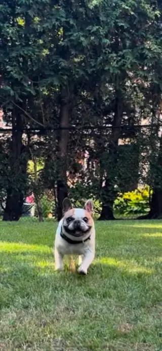 Leo