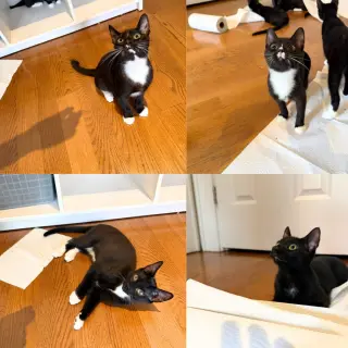 Shenanigan & The Mischief Litter