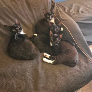 Shenanigan & The Mischief Litter