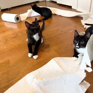 Shenanigan & The Mischief Litter