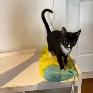 Shenanigan & The Mischief Litter
