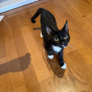 Shenanigan & The Mischief Litter