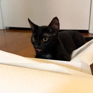Shenanigan & The Mischief Litter