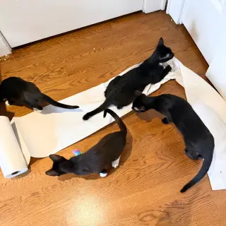 Shenanigan & The Mischief Litter