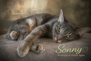 Sonny (FCID# 10/16/2023 - 54 Trainer)