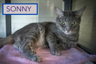 Sonny (FCID# 10/16/2023 - 54 Trainer)