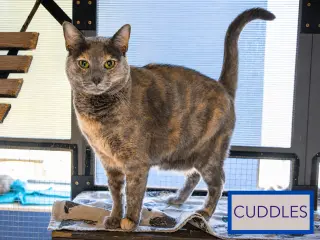 Cuddles (FCID# 05/09/2025 - 165 Brandywine PS)