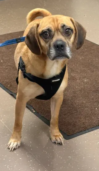 Simba