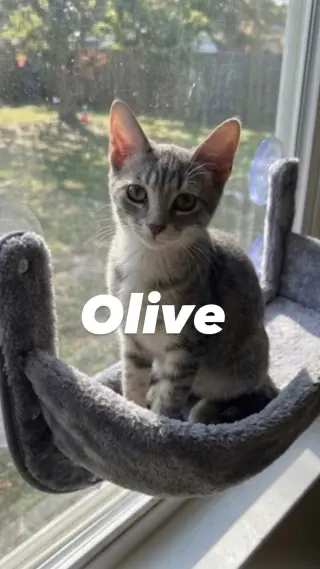 Olive Ivy