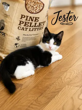 Jester (FCID# 06/24/2026 - 1 Brookhaven PS) KC