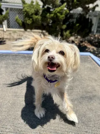 Jellybean