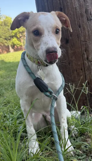 Spot