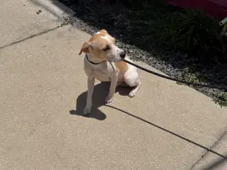 Spot
