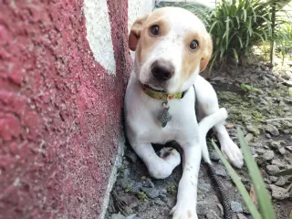 Spot