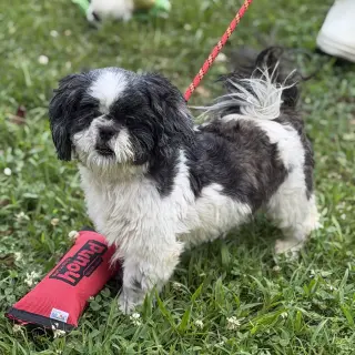 YOSHI