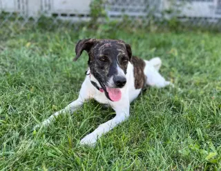 Piper