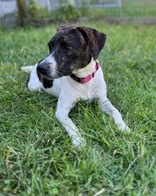 Piper