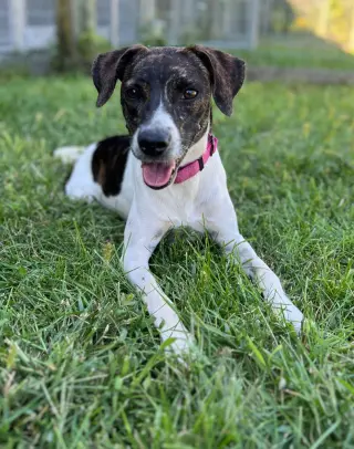 Piper