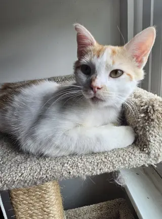 Milo