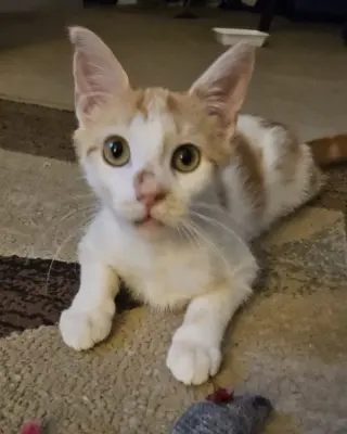 Milo