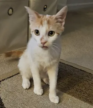 Milo